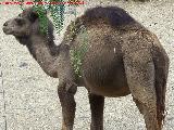Dromedario - Camelus dromedarius. Tabernas