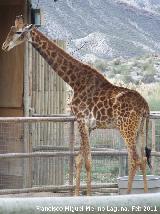 Jirafa - Giraffa camelopardalis. Tabernas