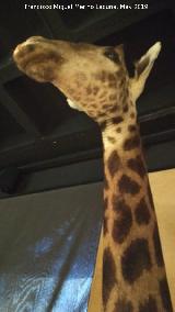 Jirafa - Giraffa camelopardalis. Disecada. Parque de las Ciencias - Granada