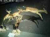 Gacela - Gazella dorcas. Parque de las Ciencias - Granada