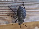 Escarabajo Pimelia - Pimelia variolosa. Tabernas