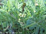 Euzomodendrom bourgaeanum - Euzomodendrom bourgaeanum. Tabernas