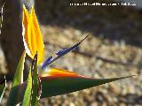 Flor ave del Paraso - Strelitzia reginae. Tabernas