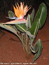 Flor ave del Paraso - Strelitzia reginae. Tabernas