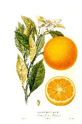 Naranjo dulce - Citrus sinensis. 