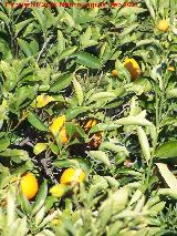 Naranjo dulce - Citrus sinensis. Tabernas