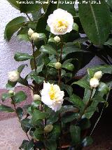 Camelia - Camellia japonica. Navas de San Juan