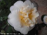 Camelia - Camellia japonica. Navas de San Juan