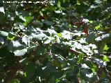 Manzano silvestre - Malus sylvestris. Hojas. Pea del Olivar - Siles