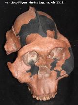 Paranthropus boisei. Olduvai - Tanzania