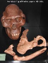 Australopithecus afarensis. Lucy. Hadar - Etiopa