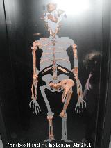 Australopithecus afarensis. Lucy. Hadar - Etiopa