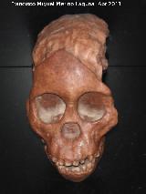 Australopithecus africanus. Nio de Taung. Taung - Bechuania