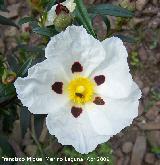 Jara pringosa - Cistus ladanifer. Vilches