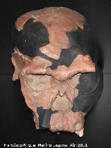 Homo habilis. Twiggy. Olduvai - Tanzania