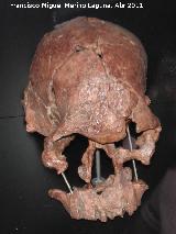 Homo rudolfensis. Koobi Fora - Kenya