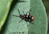 Escarabajo del espárrago - Crioceris asparagi. Los Villares