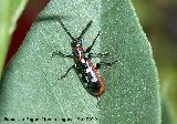 Escarabajo del espárrago - Crioceris asparagi. Los Villares