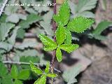 Zarza cana - Rubus canescens. Segura de la Sierra