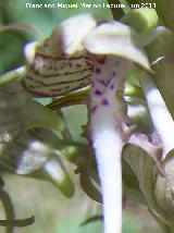 Orqudea del lagarto - Himantoglossum hircinum. La Hoya - Jan
