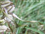 Orqudea del lagarto - Himantoglossum hircinum. La Hoya - Jan