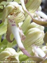 Orqudea del lagarto - Himantoglossum hircinum. Tajos de San Marcos - Alcal la Real