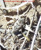 Gorgojo de los Cardos - Coniocleonus nigrosuturatus. Giribaile - Vilches