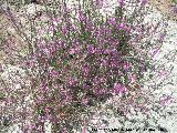Salicaria menor - Lythrum junceum. Baos de la Salvadora - Jamilena