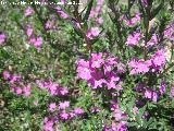 Salicaria menor - Lythrum junceum. Baos de la Salvadora - Jamilena