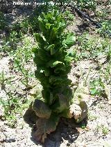 Lechuga romana - Lactuca sativa longifolia. Dejada crecer para simiente. Los Villares