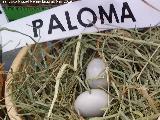 Pjaro Paloma domstica - Columba livia domestica. Huevos. Parque de las Ciencias - Granada