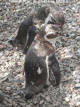 Pájaro Pingüino de Humboldt - Spheniscus humboldti. Valencia