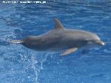 Delfín mular - Tursiops truncatus. Valencia