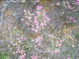 Brezo rubio - Erica australis. Sierra de Navalmanzano - Fuencaliente