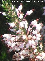 Brezo rubio - Erica australis. Valencia