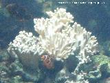 Pez payaso del Mar Rojo - Amphiprion bicinctus. Valencia