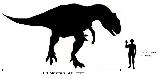 Alosaurio - Allosaurus fragilis. Comparación con el hombre. Wikipedia