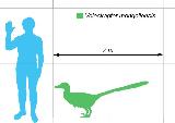 Velocirráptor - Velociraptor mongoliensis. Comparación con el hombre. Wikipedia