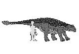 Anquilosaurio - Ankylosaurus magniventris. Comparación con el hombre. Wikipedia