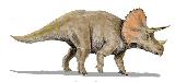 Triceratops - Triceratops horridus. 