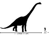 Braquiosaurio - Brachiosaurus altithorax. Comparación con el hombre. Wikipedia