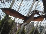 Pteranodon - Pteranodon longiceps. Valencia