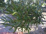 Arbol de los dedos - Euphorbia tirucalli. Benalmdena