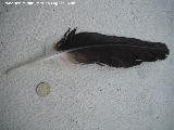 Pájaro Águila imperial - Aquila adalberti. Pluma. Prado Maguillo - Santiago Pontones