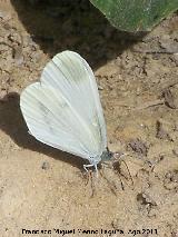 Mariposa blanca esbelta - Leptidea sinapis. Prado Maguillo - Santiago Pontones