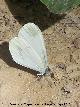 Mariposa blanca esbelta