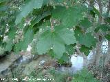 Arce blanco - Acer pseudoplatanus. Arroyo Canales - Segura de la Sierra