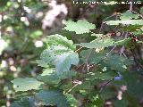 Arce blanco - Acer pseudoplatanus. Las Acebeas - Siles