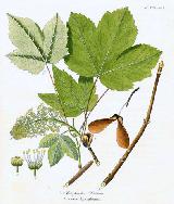 Arce blanco - Acer pseudoplatanus. Wikipedia