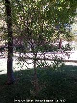 Labirnago - Phillyrea angustifolia. Parque del Seminario - Jan